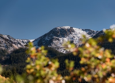 附近的雪山绿色树木
